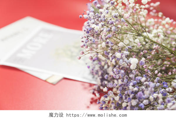 春天鲜花紫色满天星背景图片